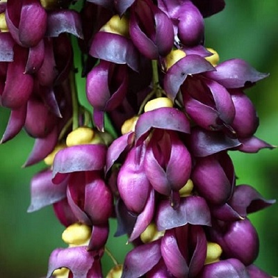 belles fleurs de pois mascate